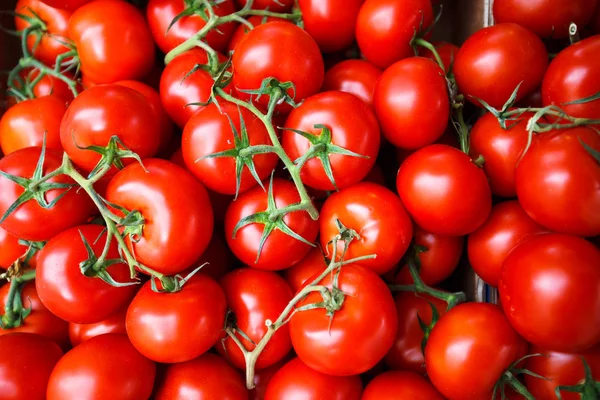 kırmızı domates domates grup arka plan