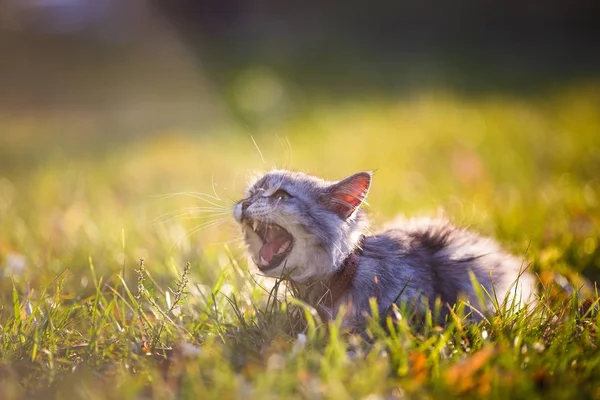 Пушистый взрослый серый кот в зеленой траве шипит и показывает недовольство — стоковое фото