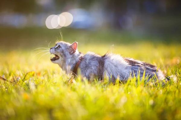 Pufos adult gri pisică în iarbă verde șuierând și arătând neplăcere — Fotografie, imagine de stoc