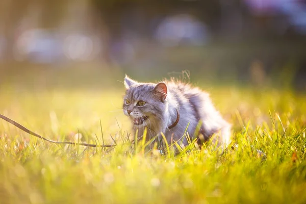 Fluffiga vuxen grå katt i grönt gräs väsande och visar missnöje — Stockfoto