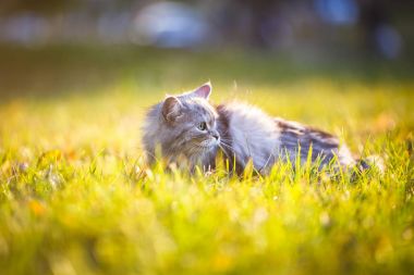 kabarık ışık Gri kedi yeşil çim açık havada oturma