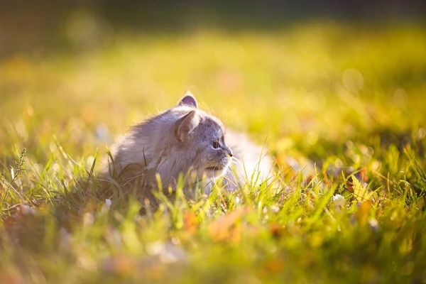 Fluffiga ljus grå katt sitter i gröngräset utomhus — Stockfoto