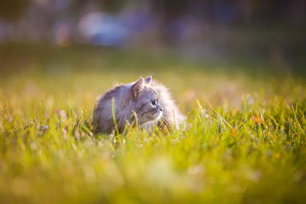 Gato gris claro mullido sentado en hierba verde al aire libre —  Fotos de Stock