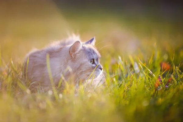 Fluffiga ljus grå katt sitter i gröngräset utomhus — Stockfoto