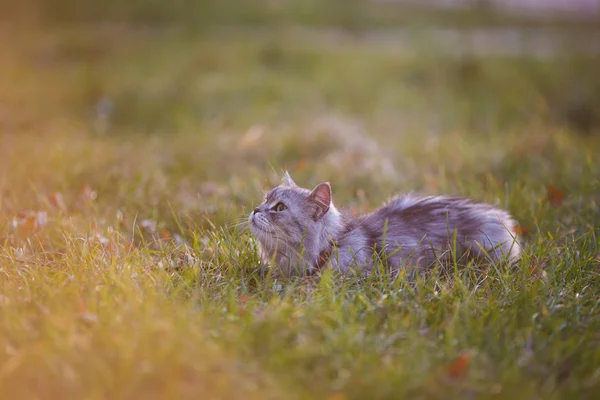 녹색 잔디 야외에 앉아 무성 한 빛 회색 고양이 — 스톡 사진