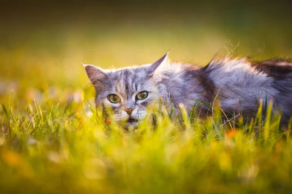 Fluffiga ljus grå katt sitter i gröngräset utomhus — Stockfoto