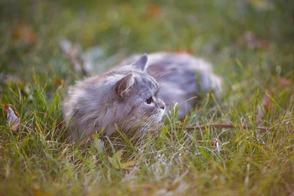 Fofo luz cinza gato sentado na grama verde ao ar livre — Fotografia de Stock