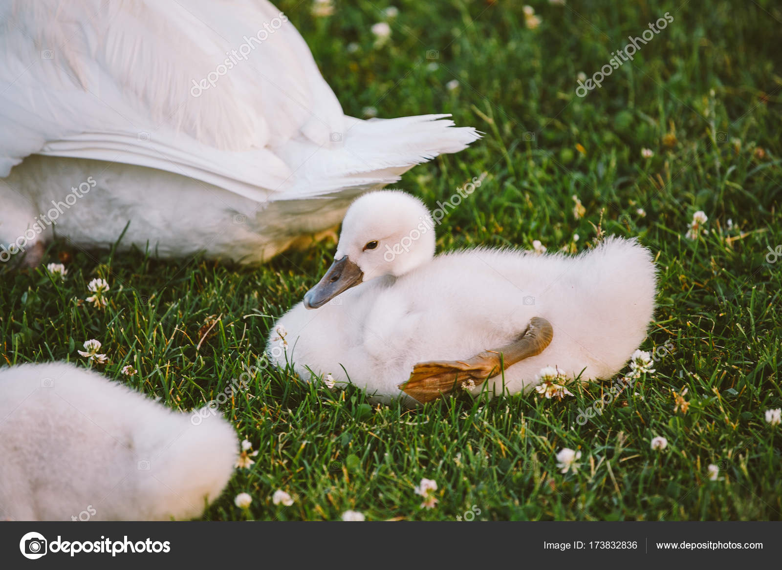 Little white baby swan learns to walk on green grass — Free Stock Photo ©  veloliza #173832836