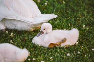 little white baby swan learns to walk on green grass clipart