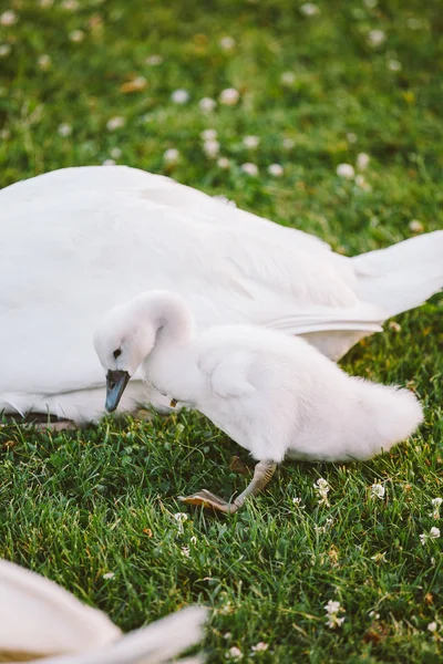 Pequeño cisne bebé blanco aprende a caminar sobre hierba verde — Foto de Stock