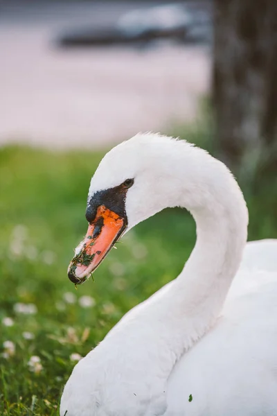 Swan poseren In Profiel van dichtbij — Stockfoto