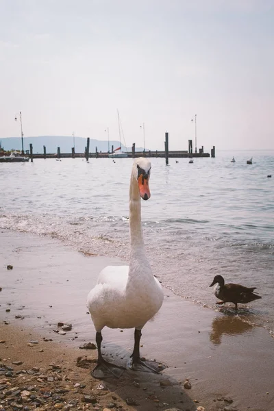 意大利海滩上的一群白天鹅. — 图库照片