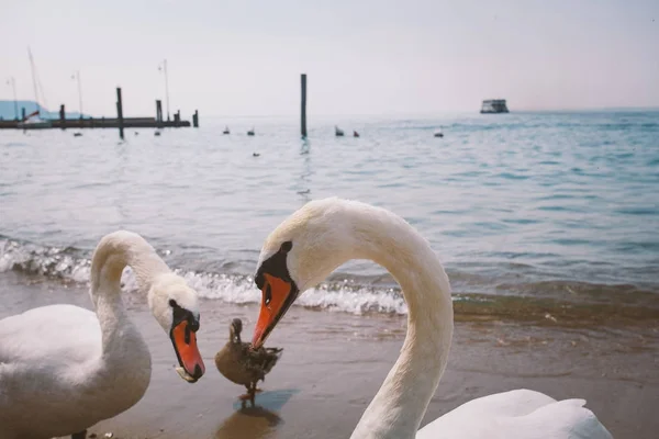 Un grupo de cisnes blancos y patos en la playa en Italia . — Foto de Stock