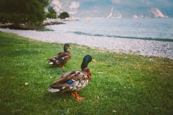 Un pato adulto camina por el suelo cerca del estanque. Italia Lago di Garda en verano — Foto de Stock