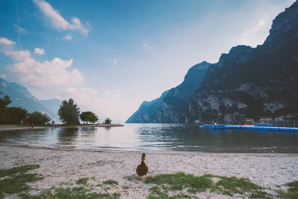 Взрослая утка ходит по земле возле пруда. Италия Лаго ди Гарда летом — стоковое фото