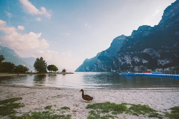 O rață adultă merge pe pământ lângă iaz. Italia Lago di Garda vara — Fotografie de stoc gratuită