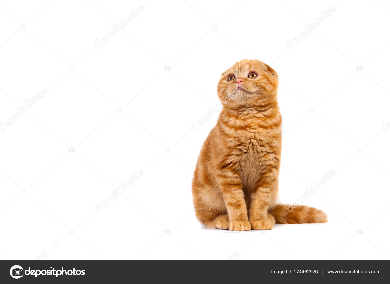 Scottish Fold Kot Małe Dziecko W Kolorze Czerwonym Z Krótkimi