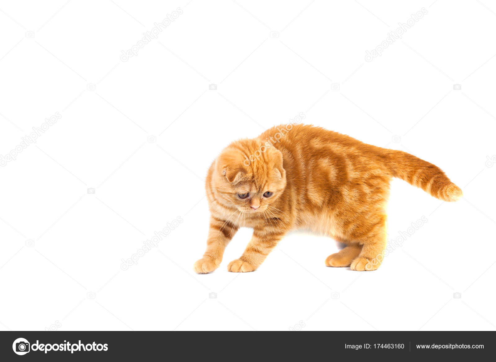 Scottish Fold Kot Małe Dziecko W Kolorze Czerwonym Z Krótkimi