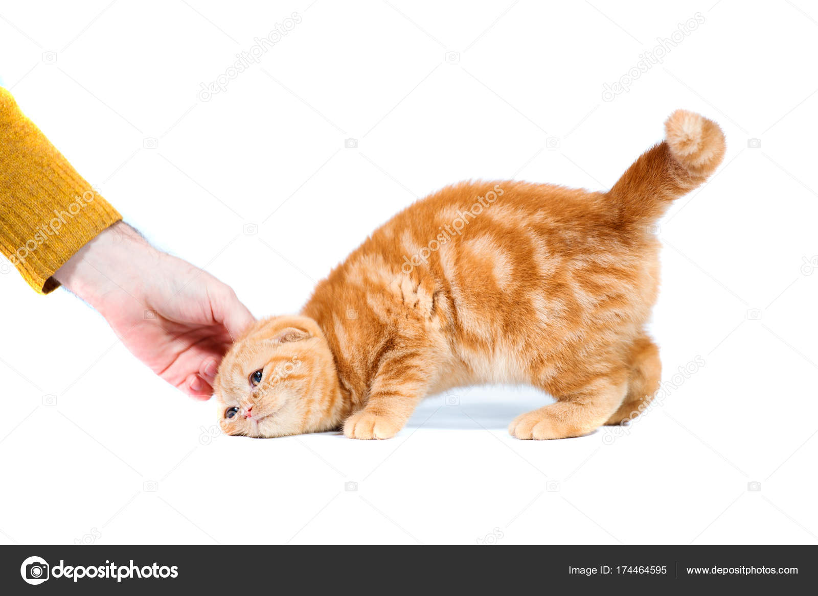 Ręka Obrysy Scottish Fold Małe Dziecko Kot Koloru Czerwonego Z