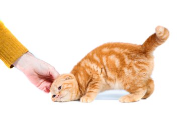 El vuruşları İskoç Fold küçük bebek kedi küçük kulaklar ve büyük tam uzunlukta gözleri beyaz izole zemin üzerinde şerit içinde kısa saçlı kırmızı renk