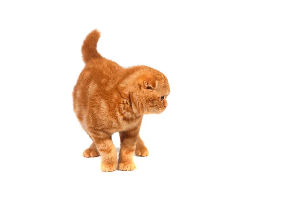 Scottish Fold kot małe dziecko w kolorze czerwonym z krótkimi włosami w paski z małe uszy i wielkie oczy pełnej długości na białym tle na białym tle — Zdjęcie stockowe