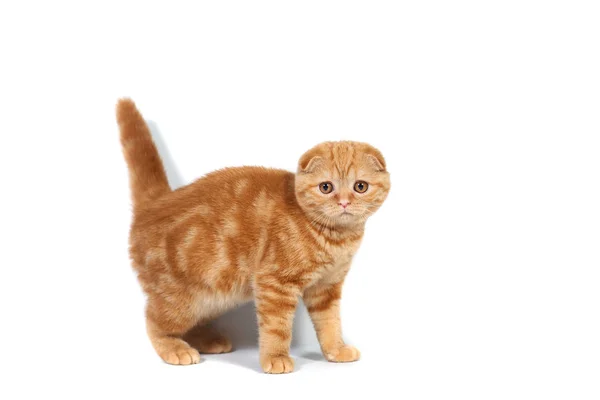 Pliegue escocés pequeño gato bebé de color rojo con pelo corto en raya con orejas pequeñas y grandes ojos de cuerpo entero sobre un fondo blanco aislado —  Fotos de Stock