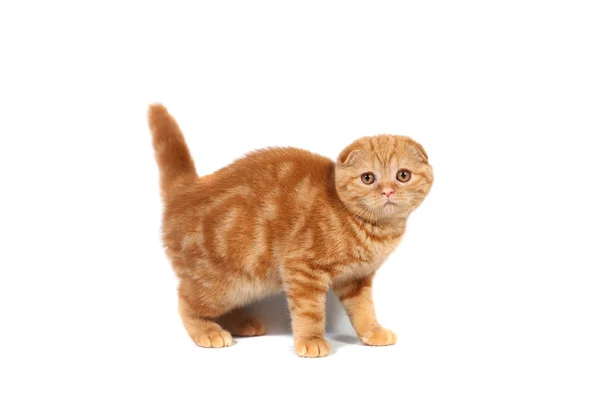Скоттиш Сложите маленького котенка красного цвета с короткими волосами в полоску с маленькими ушами и большими длинными глазами на белом изолированном фоне — стоковое фото