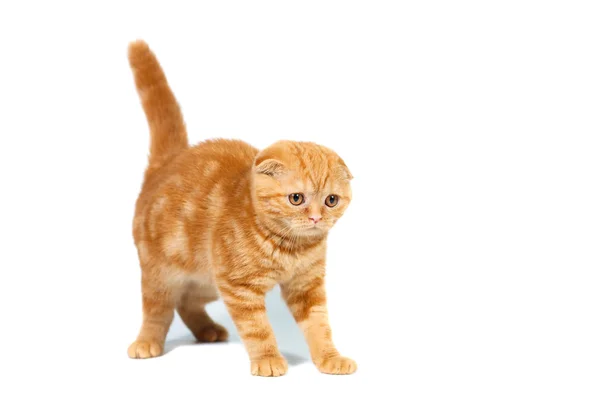 Scottish Διπλώνετε γάτα μικρό μωρό κόκκινο χρώμα με κοντά μαλλιά στην λωρίδα με μικρά αυτιά και μεγάλα μάτια ολόσωμο σε λευκό φόντο απομονωμένες — Φωτογραφία Αρχείου