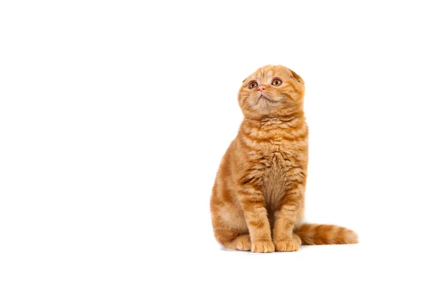 Scottish Fold kočky malé dítě červené barvy s krátkými vlasy v pruhu s malé uši a velké celovečerní očima na bílém pozadí izolované — Stock fotografie