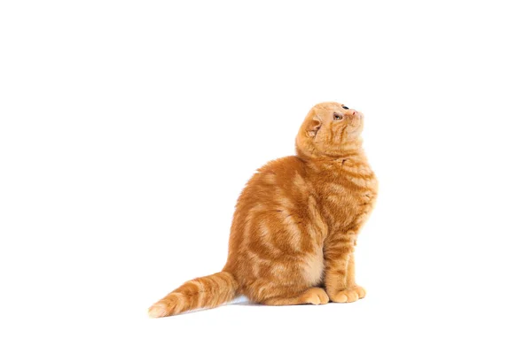 작은 귀와 흰색 절연 배경에 큰 길이 눈 스트라이프에 짧은 머리와 붉은 색의 작은 아기 고양이 스코티시 폴드 — 스톡 사진