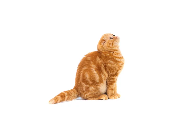 Scottish Fold small baby cat of red color with short hair in stripe with small ears and big full-length eyes on a white isolated background — Stock Photo, Image