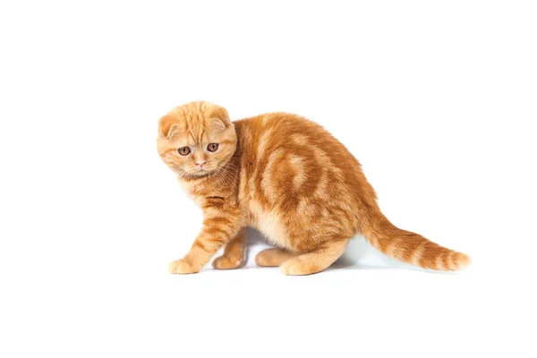 İskoç Fold küçük bebek kedi küçük kulaklar ve büyük tam uzunlukta gözleri beyaz izole zemin üzerinde şerit içinde kısa saçlı kırmızı renk — Stok fotoğraf