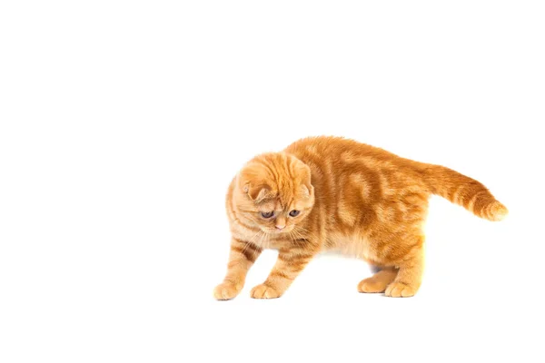 Fundo Criando Um Modelo 3d De Um Gato Scottish Fold Fundo, Gato Bebê, Jogo  De Gato, Gato Engraçado Imagem de plano de fundo para download gratuito