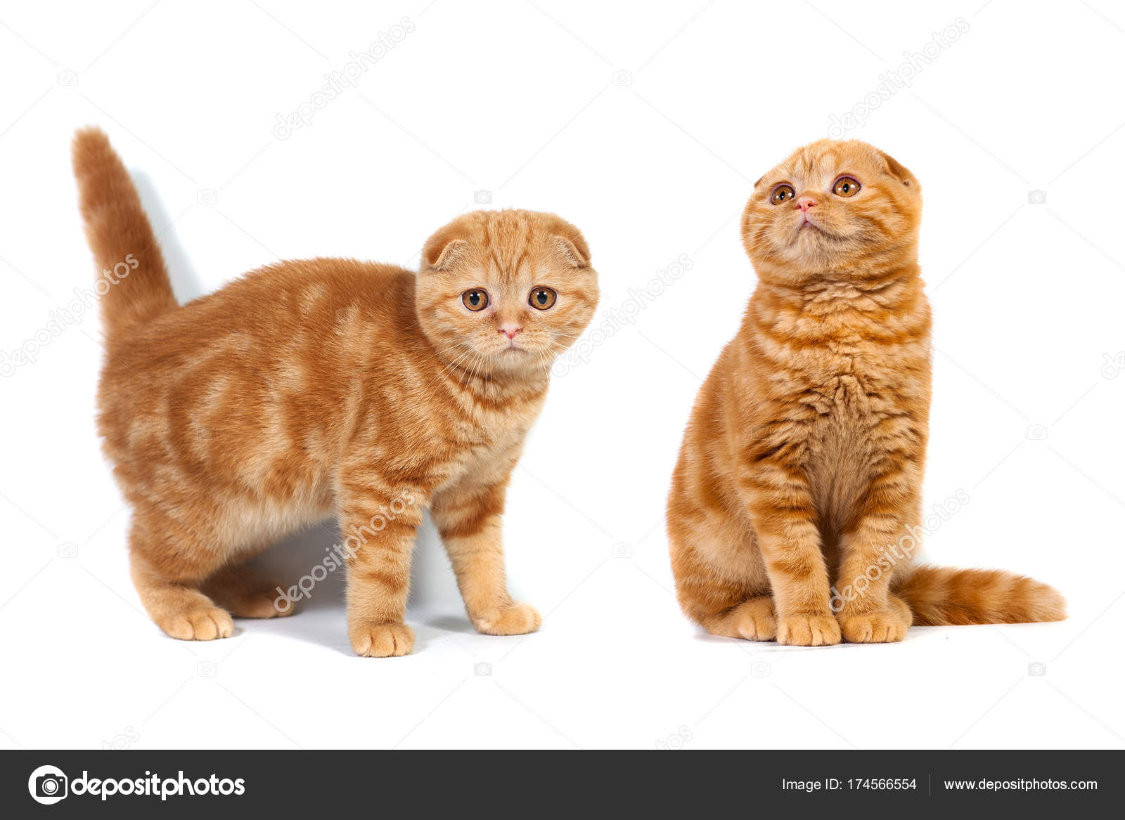 Шотландские котята цвет мрамора Шотландские котята цвет мрамора