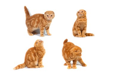 Kolaj Fotoğraf İskoç fold kedi kırmızı mermer üzerinde krem