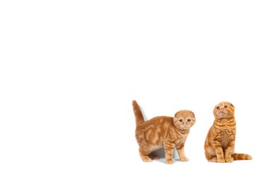 Kolaj Fotoğraf İskoç fold kedi kırmızı mermer üzerinde krem