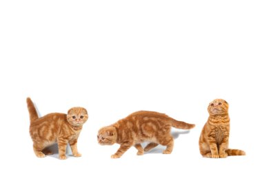 Kolaj Fotoğraf İskoç fold kedi kırmızı mermer üzerinde krem