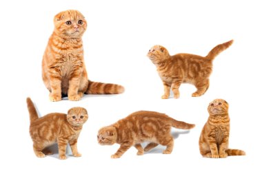 Kolaj Fotoğraf İskoç fold kedi kırmızı mermer üzerinde krem