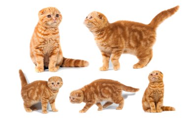 Kolaj Fotoğraf İskoç fold kedi kırmızı mermer üzerinde krem