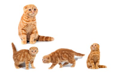 Kolaj Fotoğraf İskoç fold kedi kırmızı mermer üzerinde krem