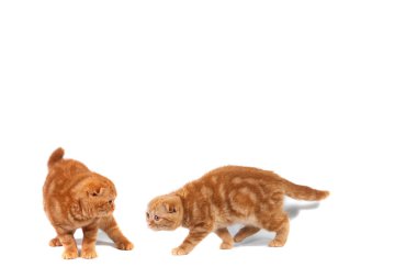 Kolaj Fotoğraf İskoç fold kedi kırmızı mermer üzerinde krem