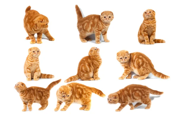Kolaj Fotoğraf İskoç fold kedi kırmızı mermer üzerinde krem