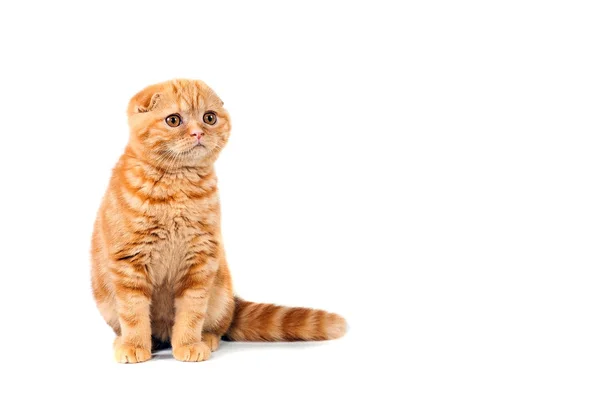 Η Scottish Διπλώνετε γάτα χρώμα από κόκκινο μάρμαρο την κρέμα. Θέση για το κείμενο. Λευκό απομονωμένη φόντο — Φωτογραφία Αρχείου