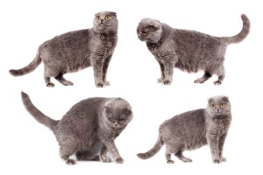 Dört İskoç katlanmış kedi gri gri renk kısa saçlı beyaz izole arka plan yetişkin kolaj