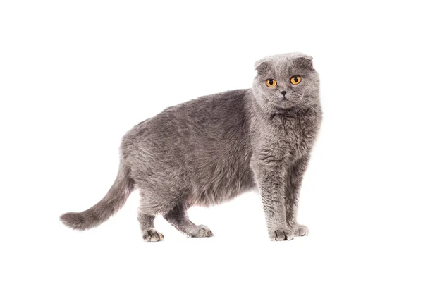 Scottish Fold of gray color gray adult shorthair in full growth on a white isolated background — Stok Foto