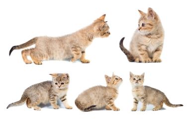 Beş kitty İskoç düz kolaj afiş beyaz izole arka plan üzerinde metin için yer ile kopya alanı ile