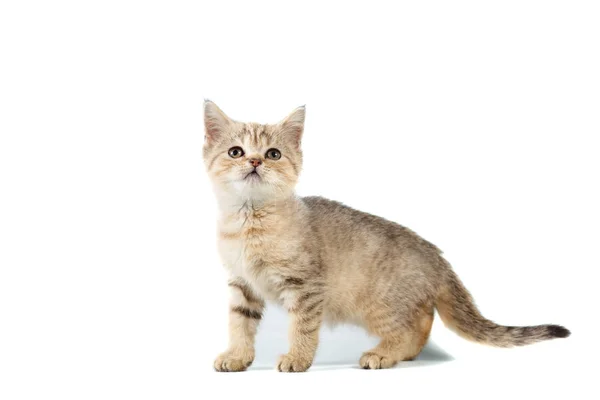 Stojící skotský rovný cat kitten vyhledávání izolované na bílém pozadí — Stock fotografie