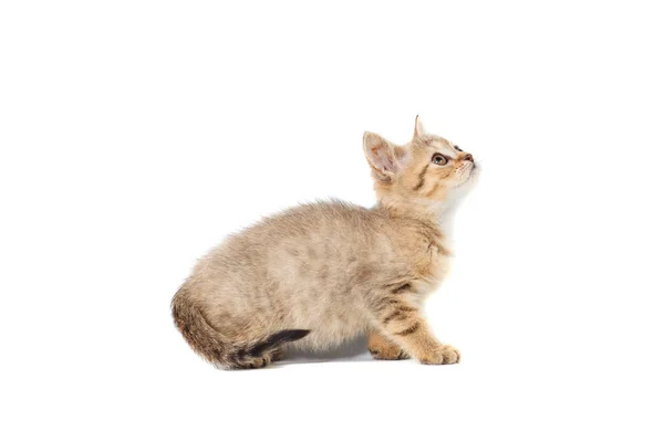 Permanent Schotse rechte kat kitten opzoeken van geïsoleerde op witte achtergrond — Stockfoto