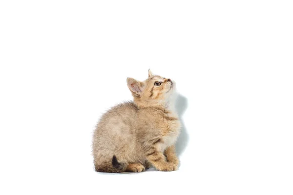 Standing scottish straight cat kitten looking up isolated on white background — Stock Photo, Image