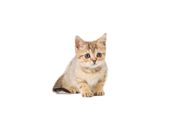 Standing scottish straight cat kitten looking up isolated on white background — Stock Photo, Image